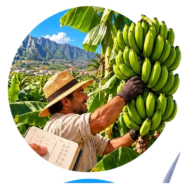 La banana è il reddito